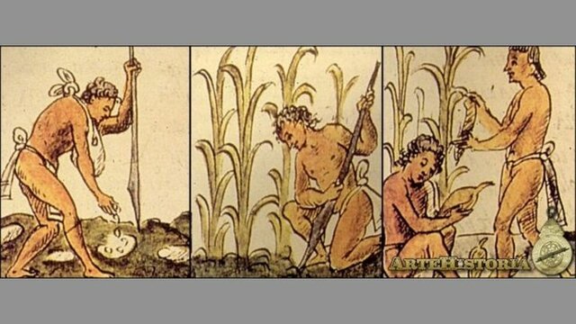 Nace la agricultura
