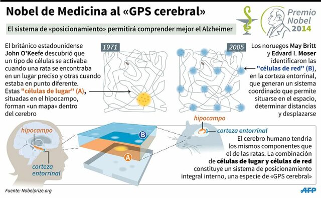 “John O’Keefe y L. Nadel en su libro ‘El hipocampo como mapa cognitivo’