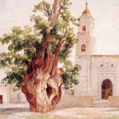 Timeline: La evolución del arbolado en el paisaje modificado. El caso de la Alcaldía Cuauhtémoc