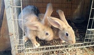 Extirpación de los cuerpos amarillos