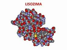 Descubre la Lisozima