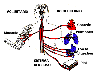 Componente neurovegetativo de las emociones