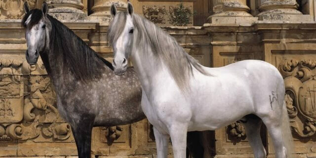 El Caballo Cartujano