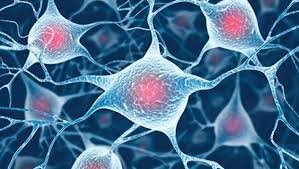 Organismes pluricel·lulars