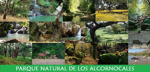 Nace el Parque Natural de los Alcornocales