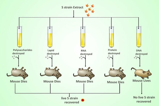 Explanation of Transformation (Avery, MacLeod and McCarty)