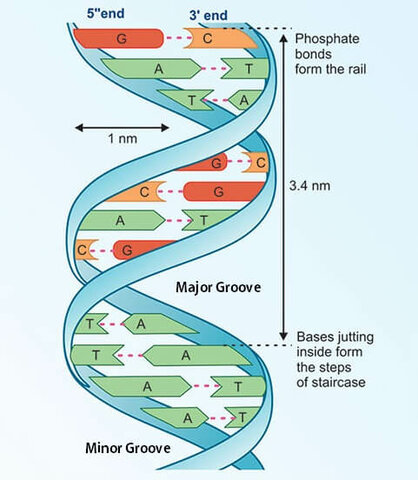 Definitive Double Helix Structure Model