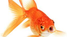 Timeline: Timeline Greece and Rome