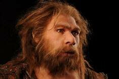 Homo neanderthalis