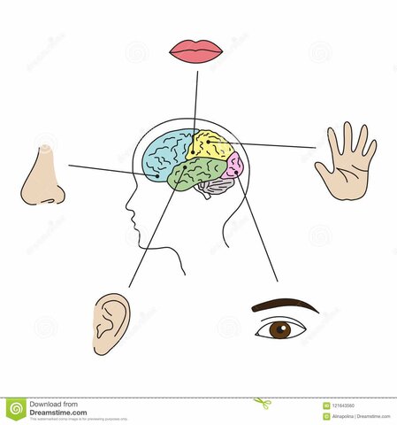 ÉPOCA CONTEMPORANEA. Psicología de la conducta.