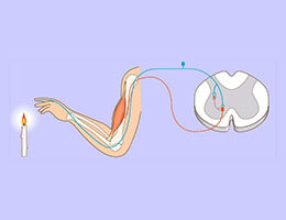 ÉPOCA CONTEMPORANEA. Psicología de la conducta.