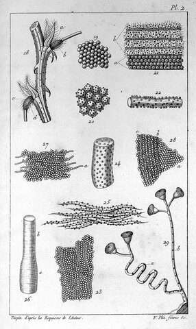 1824 --- Henri Dutrochet.