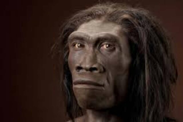 homo erectus