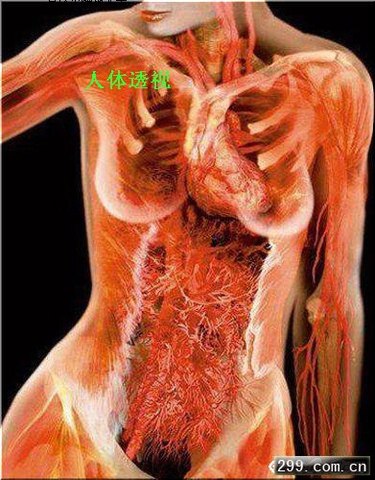 Jobs announced to his employees that he had a cancerous tumor in his pancreas.