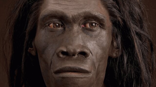 homo erectus