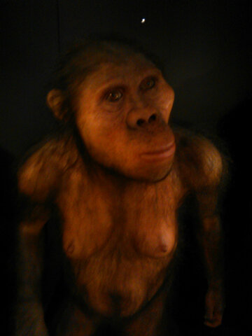 AUSTRALOPITHECUS