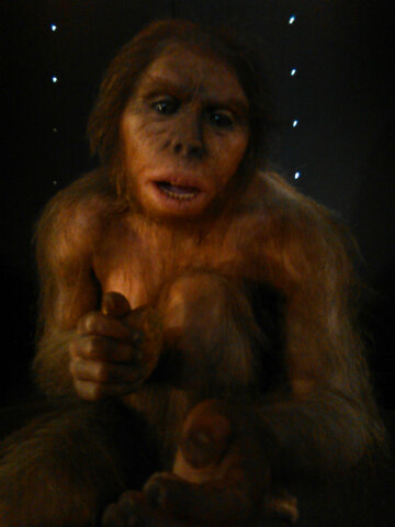 Homo Habilis