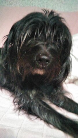 neixament i internet