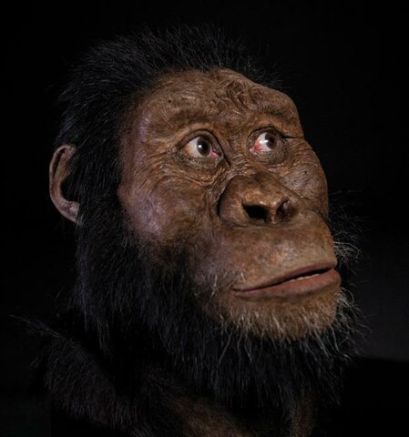 Australopithecus Anamensis