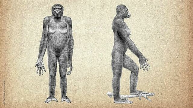 Orrorin tugenesis