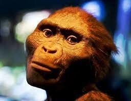Lucy  Australopithecus la  abuela de la humanidad