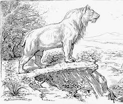 Colonización de los sapiens en América