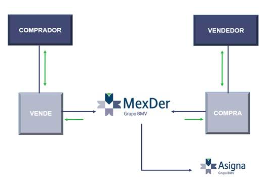 Nacen Mexder Y Asigna: