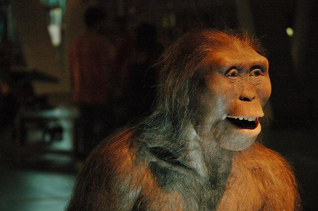 Australopitecus afarencis.