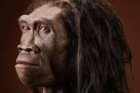 Homo erectus