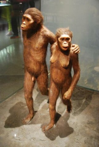 Australopitecos afarensi