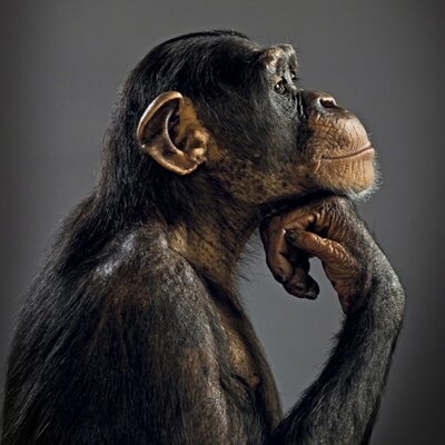 Timeline: historia del ser humano