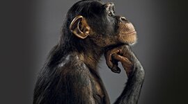 Timeline: historia del ser humano