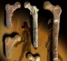 Bípedos 6,000,000 a.C