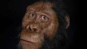 australopithecus anamensis