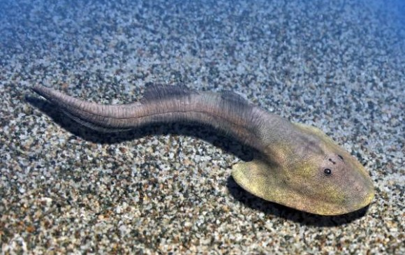 Aparición de los primeros peces