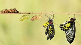 Timeline: Evolución de la política en el marco de la educación inclusiva