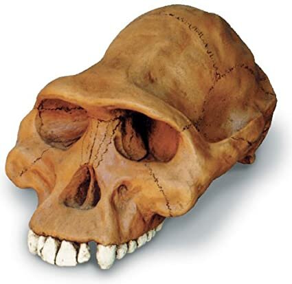 Australopithecus:
