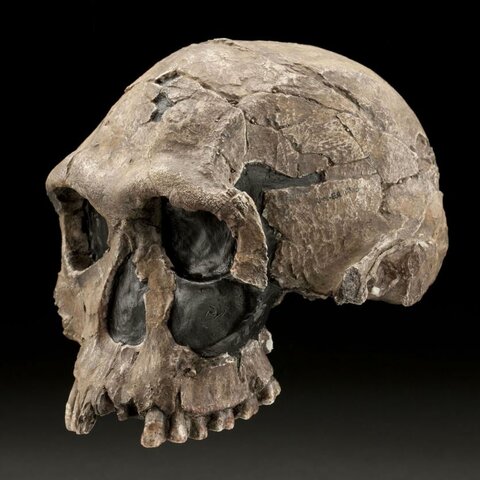 Homo Habilis: