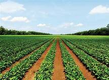 Revolución agrícola