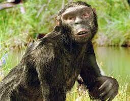 Sahelanthropus tchadensis. "Tumai"