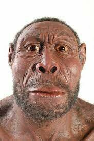 Homo habilis