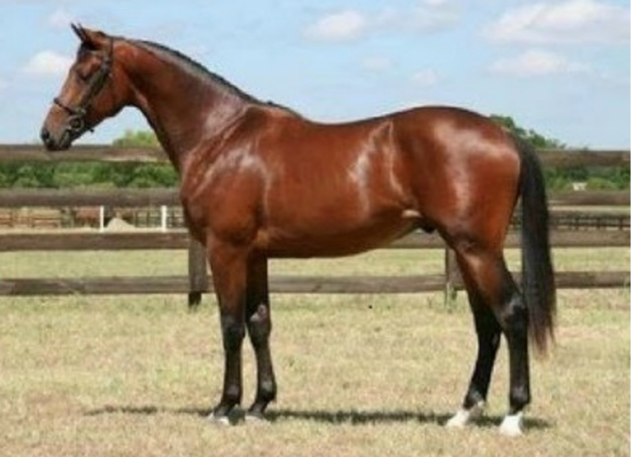 Se comienza a domesticar al caballo.