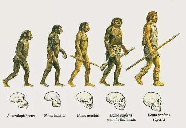 EVOLUTION OF HOMINIDS