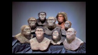 Evolución de las diferentes especies humanas