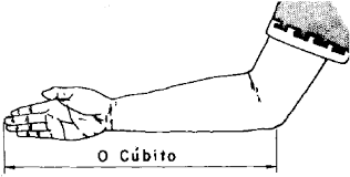 Cúbito