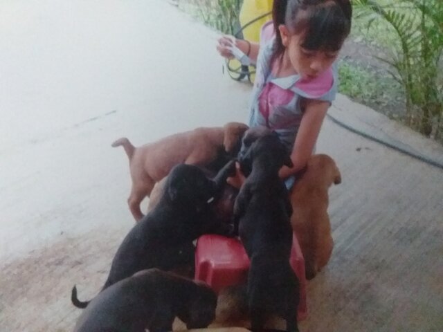 Nacimiento de cachorros