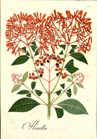 Expedición Botánica