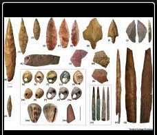 Homo habilis ( primers eïnes)