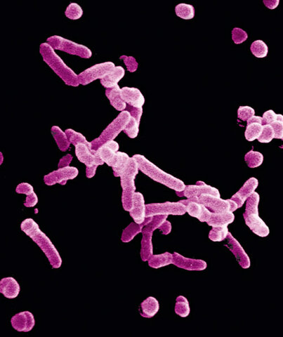 Organismes Pluricel·lulars