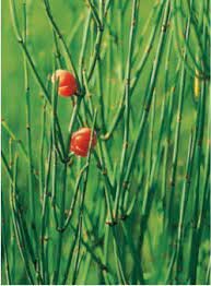 Sistematización del reino vegetal